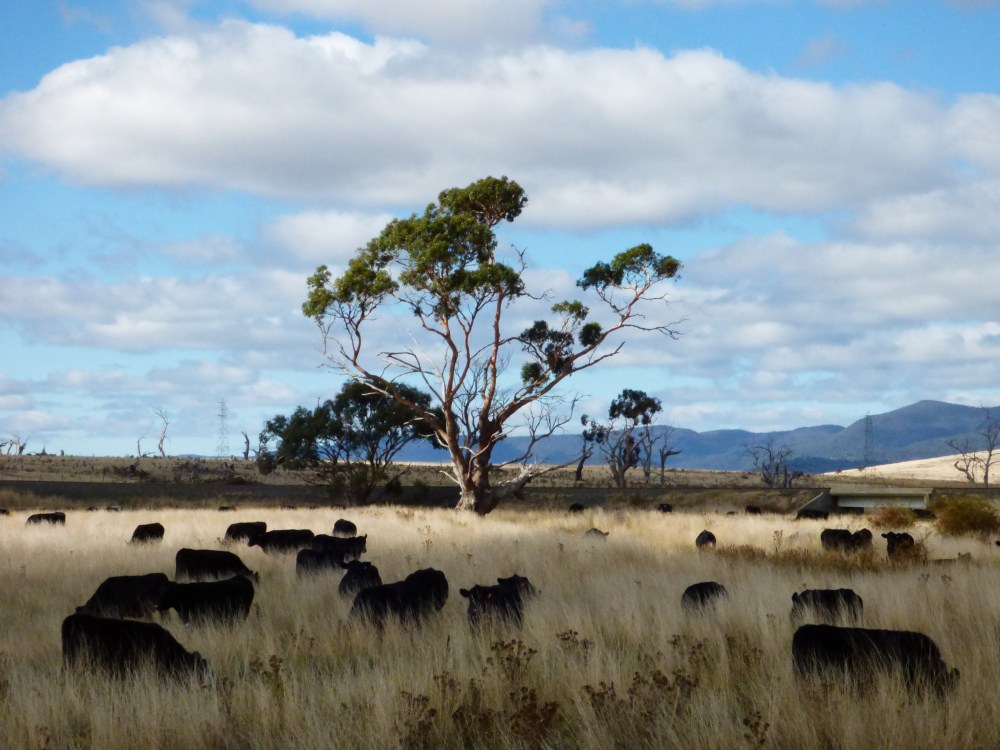 Even the cows are scenic here